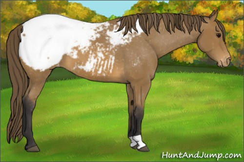 Horse Color: Buckskin Snowcap 