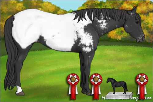 Horse Color: Black Snowcap 