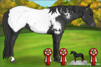 Horse Color:Black Appaloosa