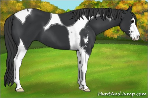 Horse Color: Brown Sabino Tobiano 