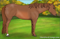 Horse Color:Liver Chestnut