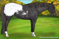 Horse Color:Smoky Black Appaloosa 