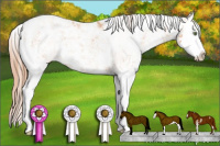 Horse Color:Gold Champagne Sabino Splash 