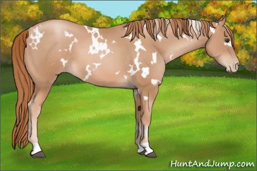 Horse Color: White Spotted Liver Chestnut Pearl 