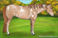 Horse Color:White Spotted Liver Chestnut Pearl 