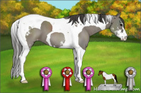 Horse Color:Grullo Sabino Tobiano Blanket 