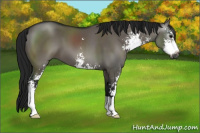 Horse Color:Gray Grullo Sabino 