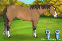 Horse Color:Buckskin Splash 