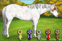 Horse Color:Bay Sabino 
