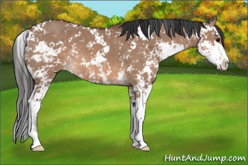 Horse Color: Bay Dun Sabino 