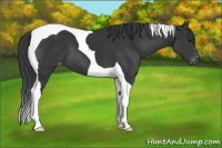 Horse Color:Black Tobiano Appaloosa 