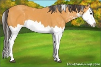Horse Color:Buckskin Sabino Splash 