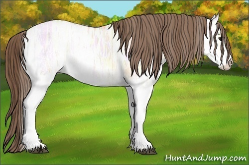 Horse Color: White Spotted Bay Ice Dun Varnish Rabicano 