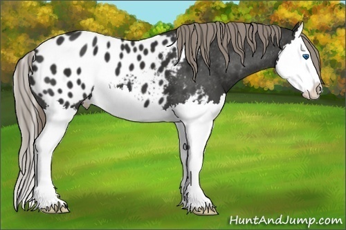Horse Color: Liver Chestnut Mushroom Splash Blanket 