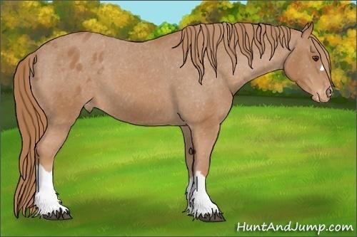 Horse Color: Chestnut Blanket 