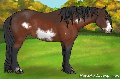 Horse Color: Brown Sabino Frame Rabicano 