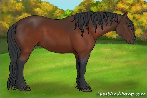 Horse Color: Brown Rabicano 