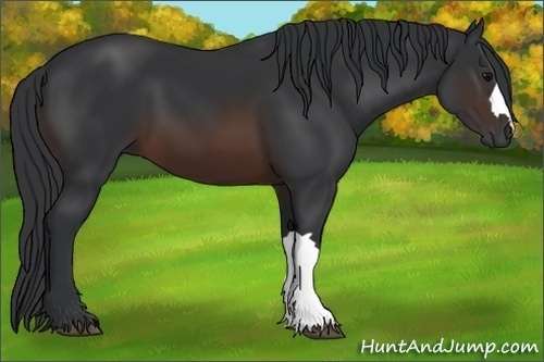 Horse Color: Brown 