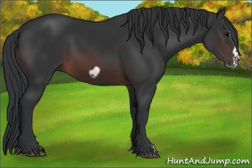 Horse Color: Brown Frame 