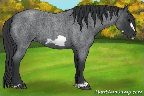 Horse Color: Blue Roan Frame 