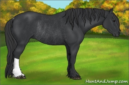 Horse Color: Black Rabicano 