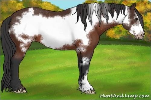 Horse Color: Brown Frame Varnish 