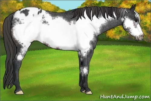 Horse Color: Brown Frame Blanket 