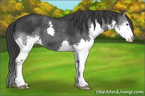 Horse Color: Black Splash 