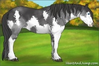 Horse Color:Black Splash 