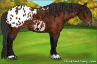 Horse Color:Brown Ice Appaloosa 