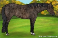 Horse Color:Brown Ice Dun 