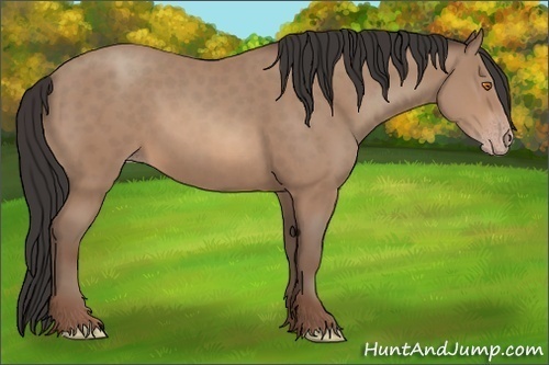 Horse Color: Sable Champagne 