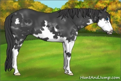 Horse Color: Black Splash Frame 