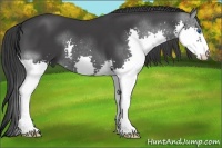 Horse Color:Black Splash