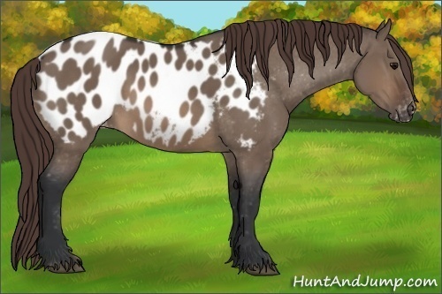 Horse Color: Brown Dun Blanket 