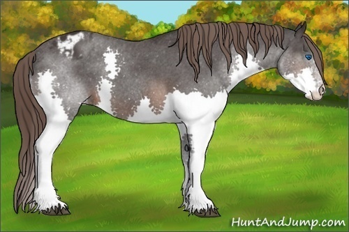 Horse Color: Brown Splash Blanket 