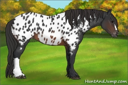 Horse Color: Brown Near Leopard 