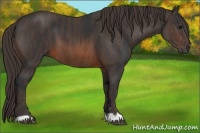 Horse Color:Brown  Brindle