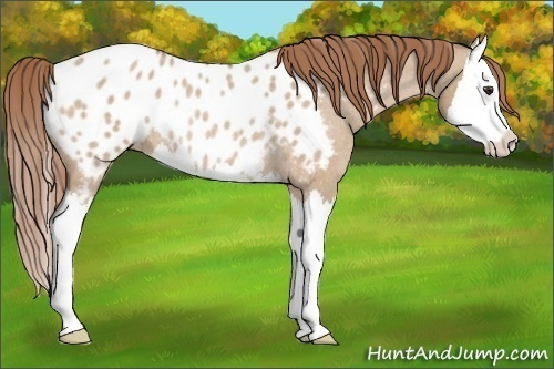 Horse Color: Red Dun Roan Splash Blanket Rabicano 
