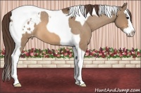 Horse Color:Bay Dun Splash Tobiano Blanket 