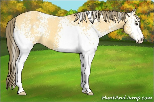 Horse Color: White Spotted Buckskin Blanket 