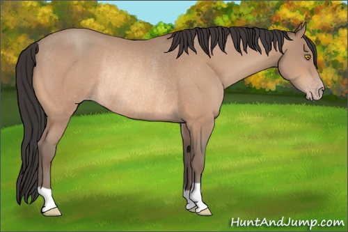 Horse Color: Amber Champagne Rabicano 