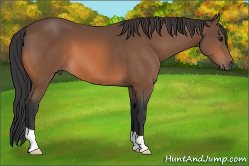 Horse Color: Bay 