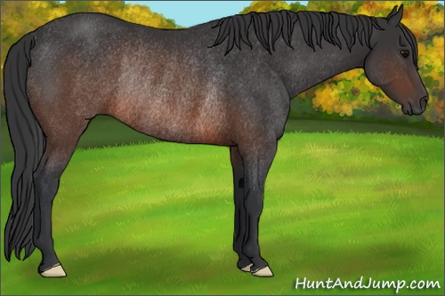 Horse Color: Brown Rabicano 