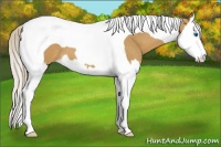 Horse Color:Palomino Splash Tobiano 
