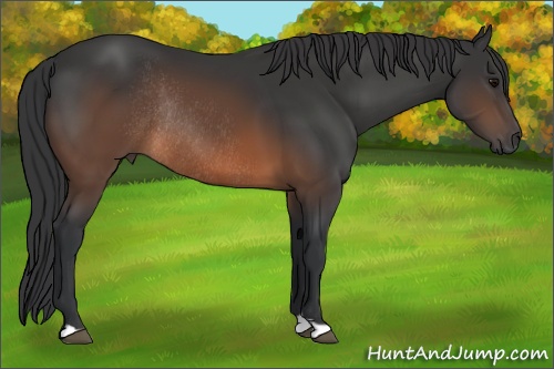 Horse Color: Brown Rabicano 