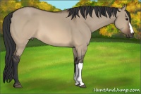 Horse Color:Brown Dun