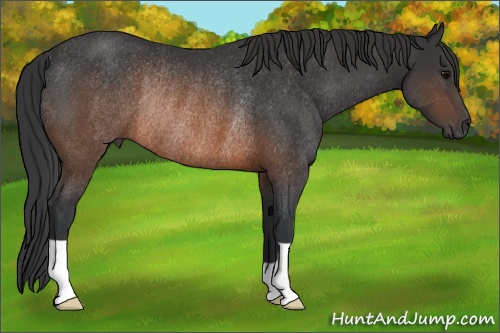 Horse Color: Brown Rabicano 