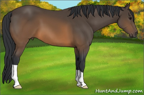 Horse Color: Brown 