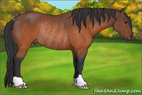 Horse Color: Brown Rabicano 